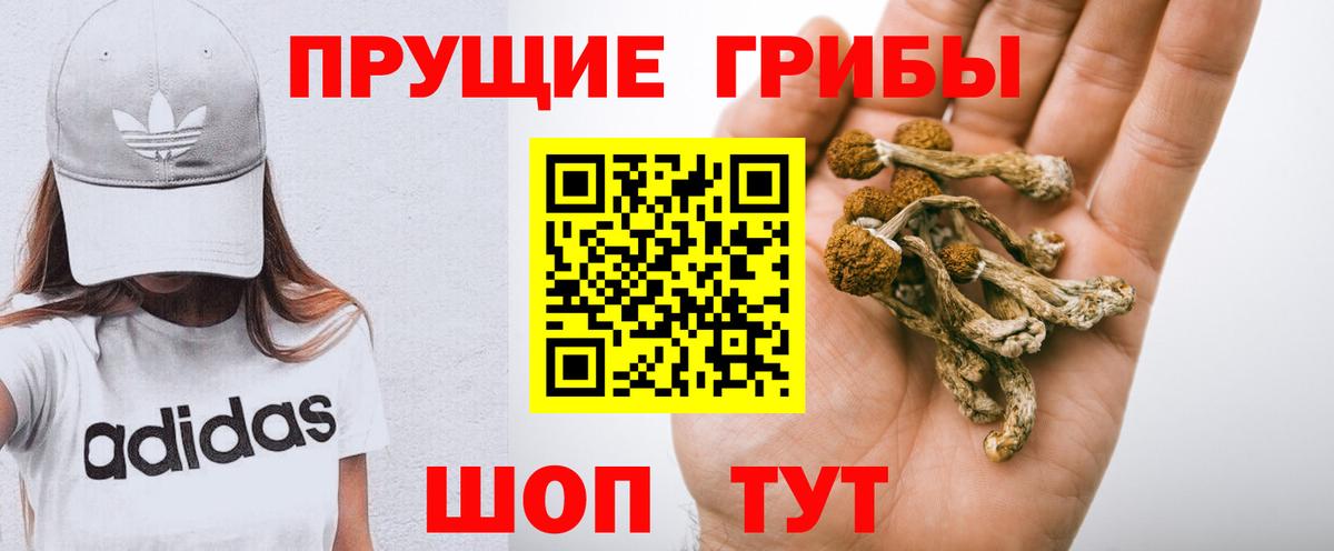 Курчалой  Псилоцибиновые грибы прущие грибы  где купить наркоту  Вход с VPN 